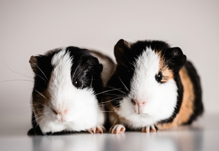 Pair of guinea pigs.