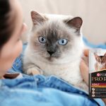 Purina Pro Plan wet adult cat food.