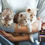 Purina Pro Plan kitten jelly.