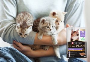 Purina Pro Plan kitten jelly.