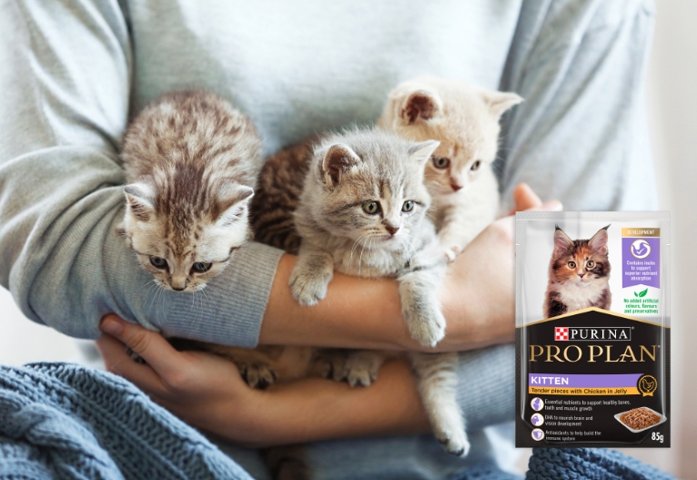 Purina Pro Plan kitten jelly.