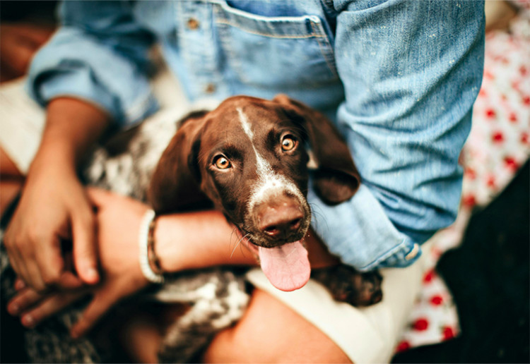 Puppy sitting in a person's lap.