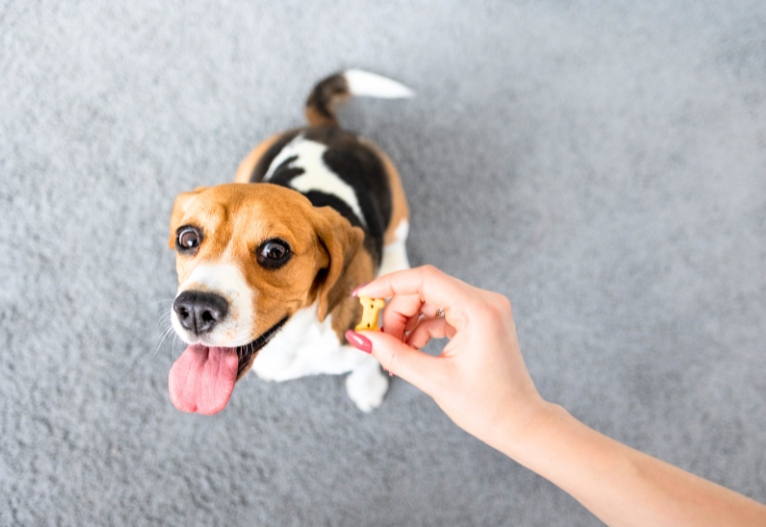 Dog being offered a treat.