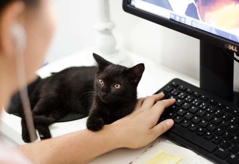 Cat sitting next to woman while she works on a computer.