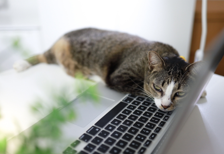 Cat sleeping on a laptop.