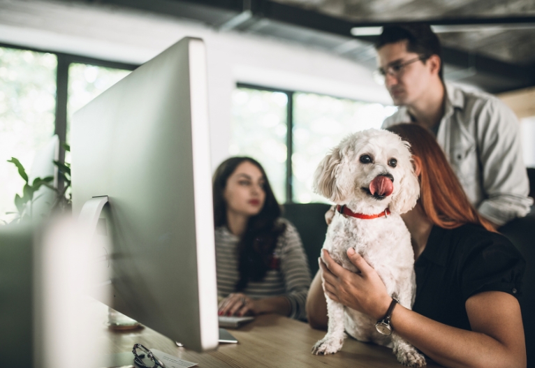 A dog on a desk in a workplace.