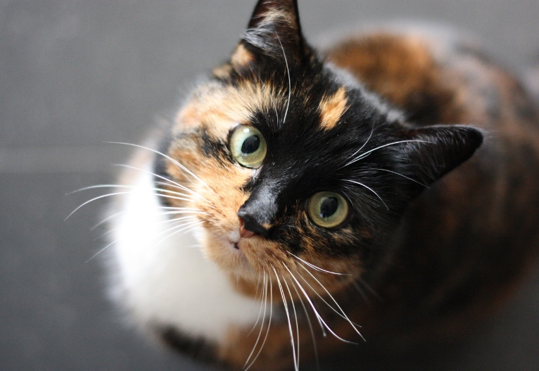 Black and ginger cat looking up.
