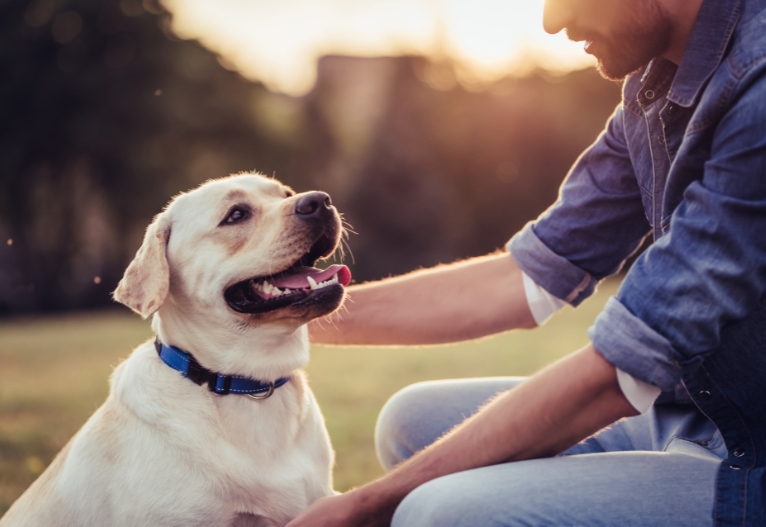 Sitting man pats his labrador.
