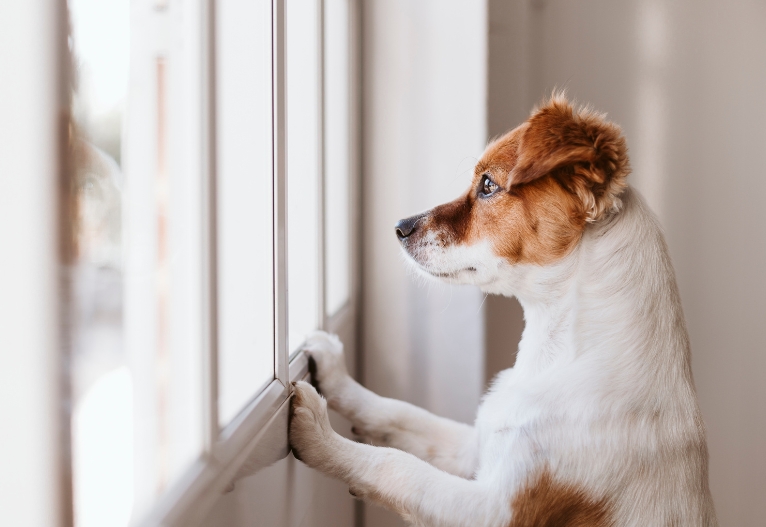 Sad dog looks out a window.