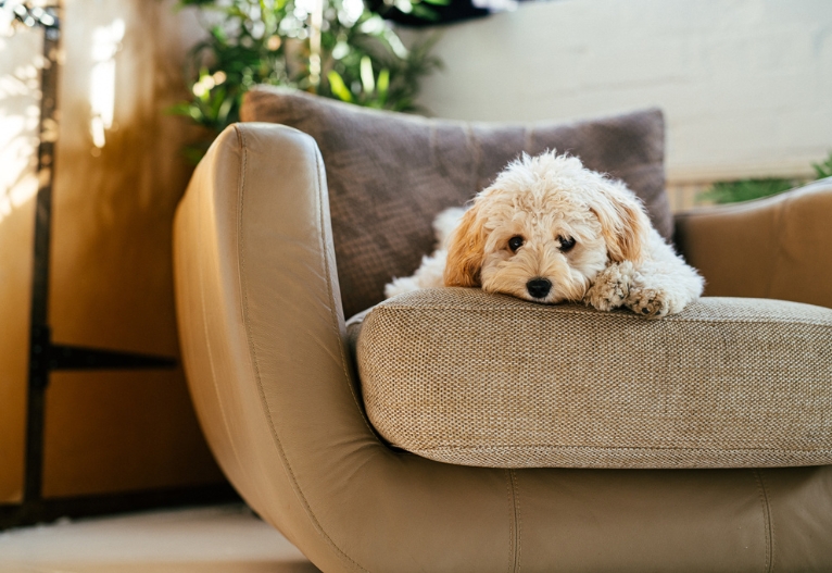 Sad dog lying on an armchair.