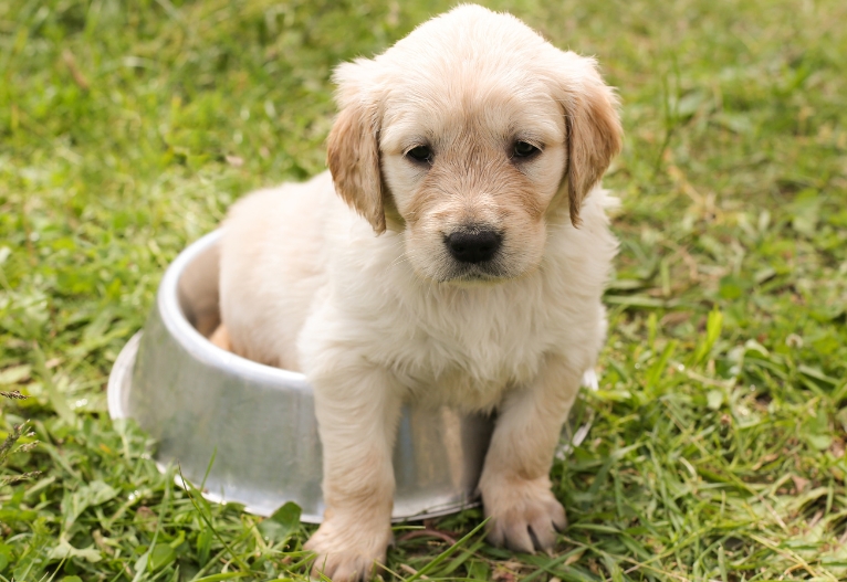 Labrador sitting on a silver food bowl.