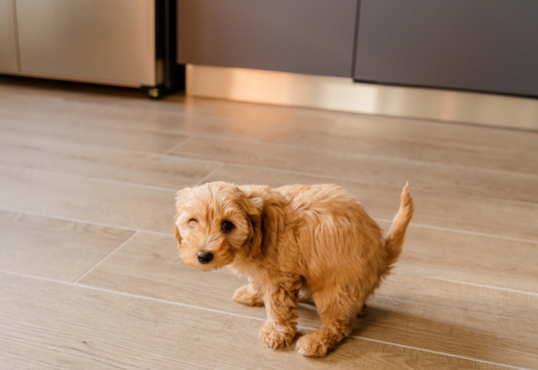 Puppy doing a poop on kitchen floor.