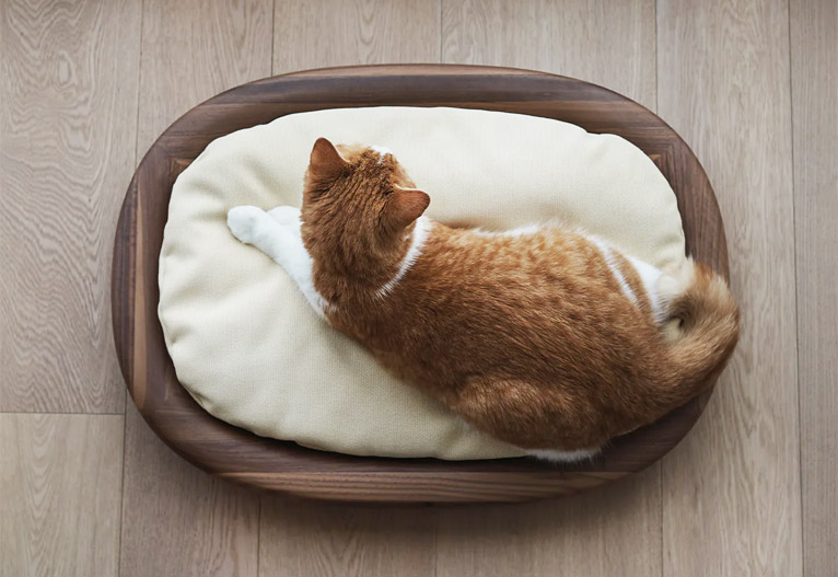 Ginger cat sitting on a designer walnut cat bed.