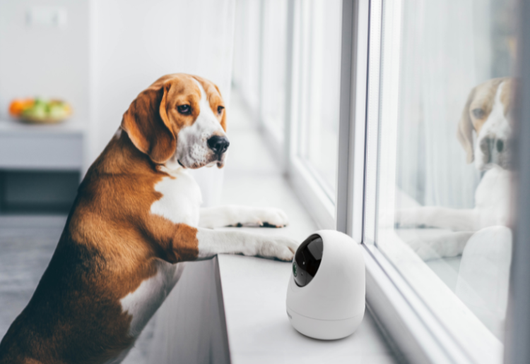 Win 1 Of 5 Uniden Cameras To Keep An Eye On Your Pets