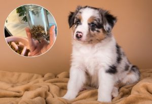 Cute puppy sitting on a blanket.