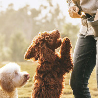 Person feeding dogs from a treat pouch.