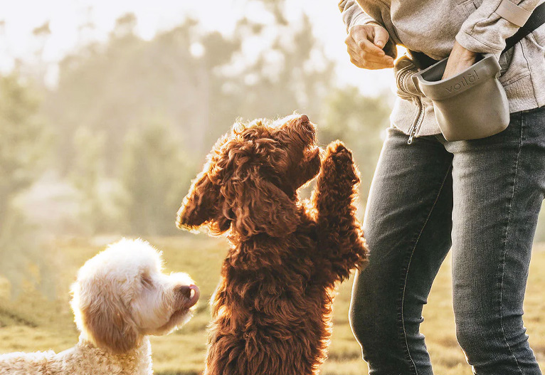 Person feeding dogs from a treat pouch.