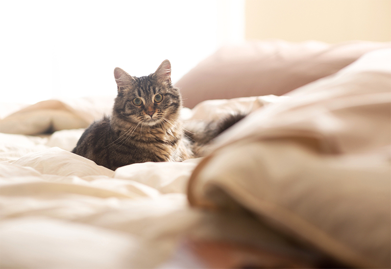 A cat sitting on a bed.