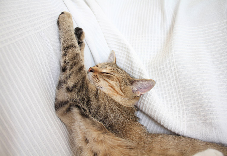Cat stretching while asleep on a bed.