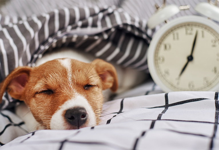 A dog sleeping in a bed.