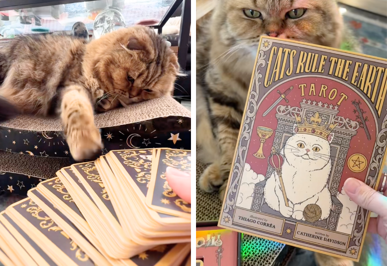 cat doing a tarot card reading