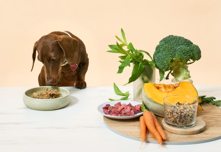 Sausage dog eating Pip Eats dog food.
