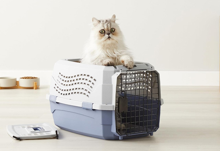 Cat in a cat carrier.