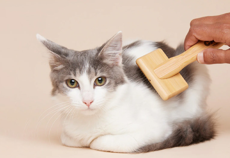 Cat being groomed with a brush.