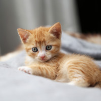 A ginger kitten on a sofa.