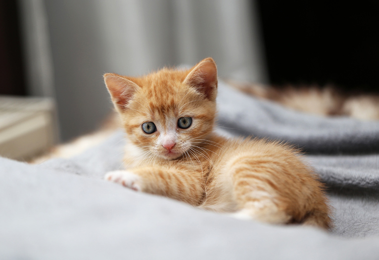 What To Buy For A New Cat: The Essentials