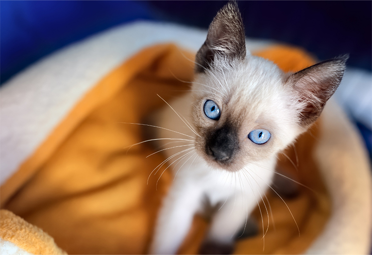 White kitten with blue eyes.