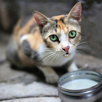 Cat drinking from a bowl of milk.