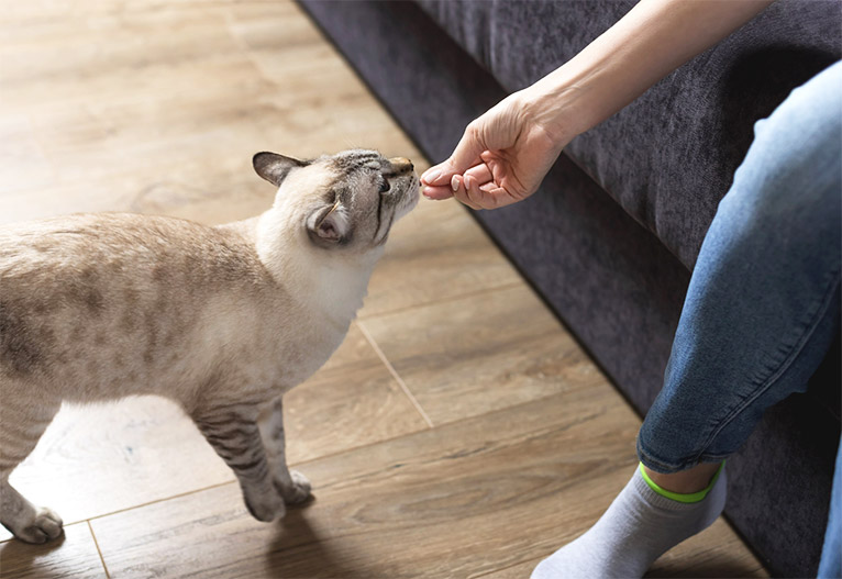 A cat taking a treat from its owner.