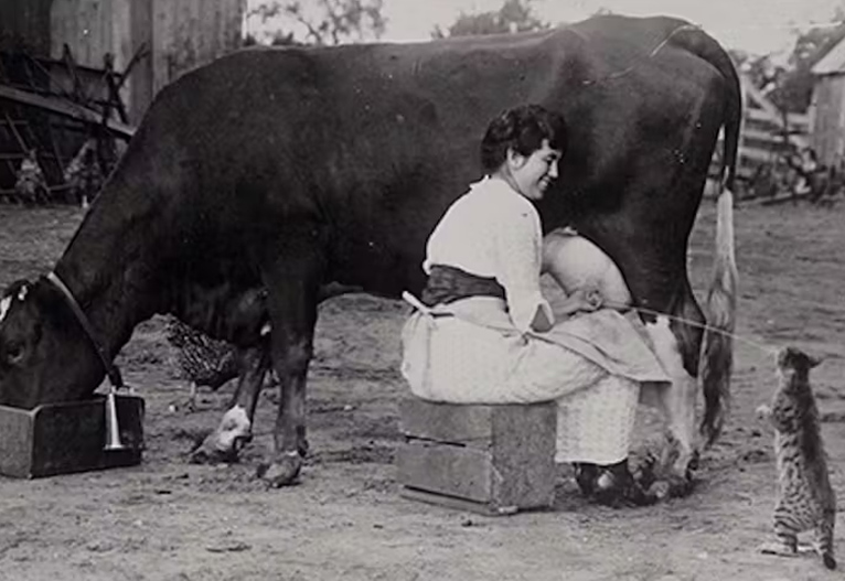 Woman milking a cow via CSU University Historical Photograph.