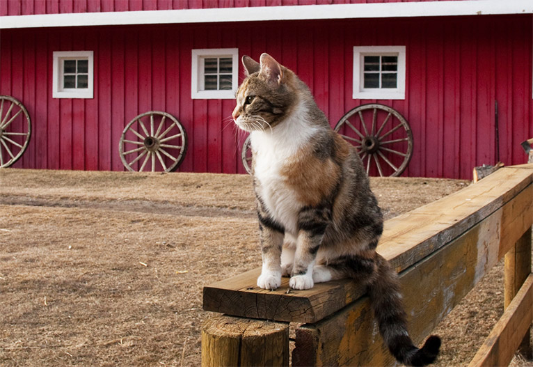 Farm cat sitting on a fence outside a red barn.