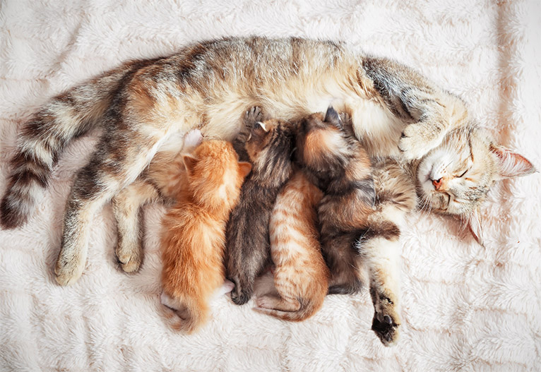 Kittens drinking milk from mother cat.