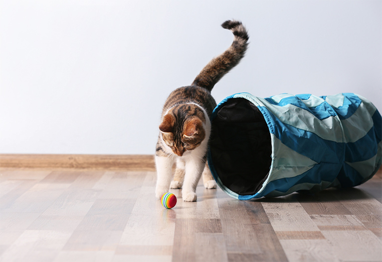 An indoor cat playing with a ball next to a tunnel.