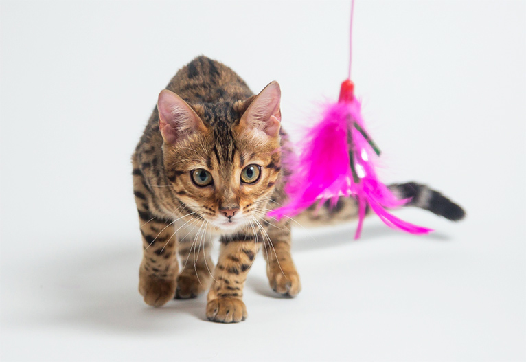 Cat approaching a pink feather toy.