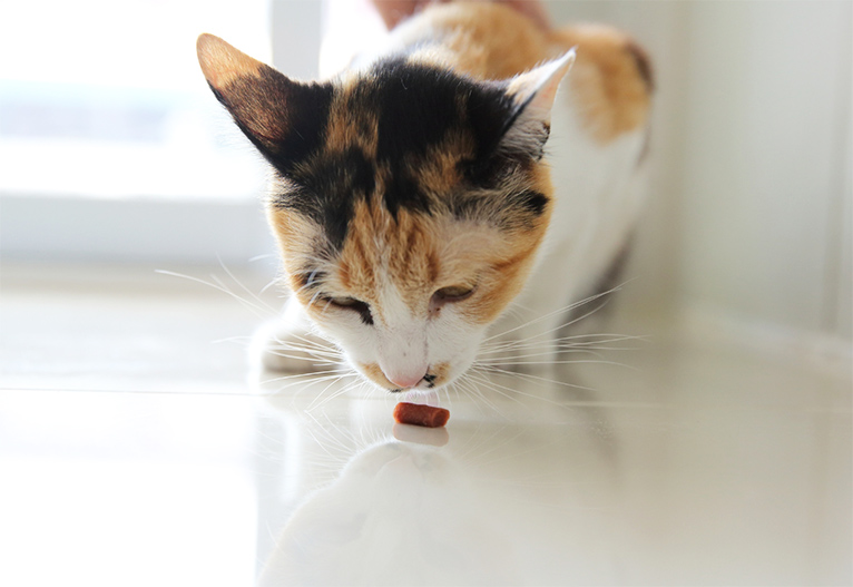 Indoor cat smelling a treat on the floor.