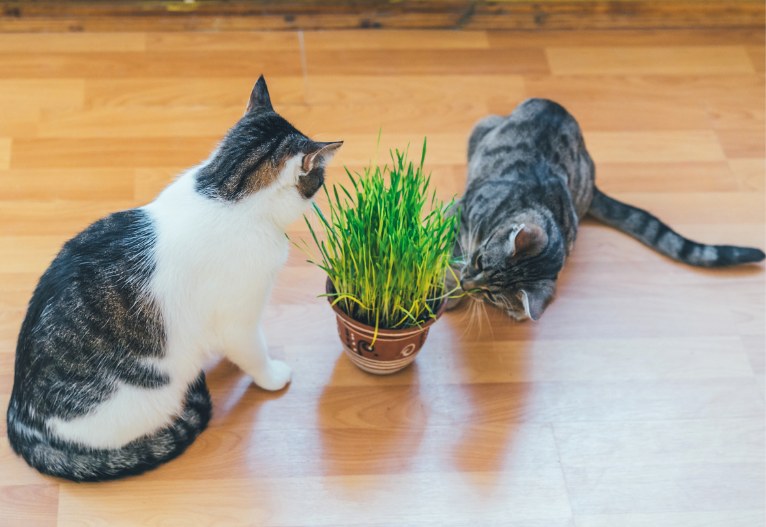 Cats sniffing a plant.