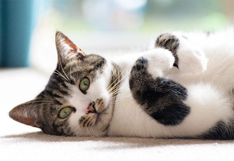 Content cat lying on its back.