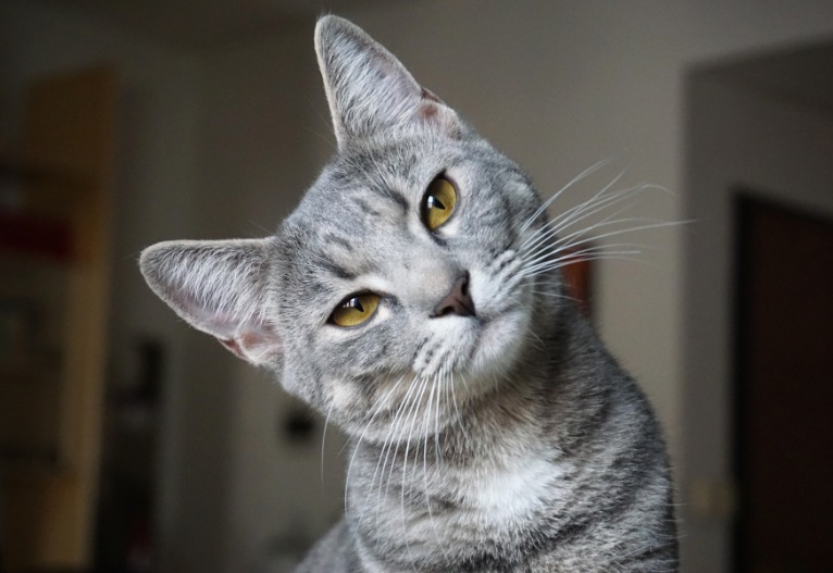 Grey cat thinking.