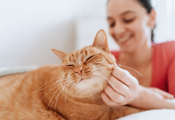 Woman strokes a happy ginger cat.