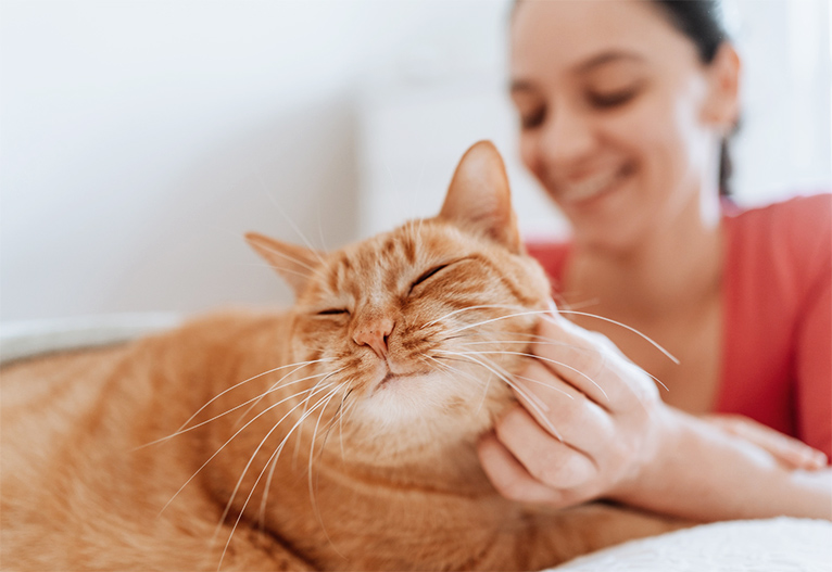 Practical Tips To Keep Your Cat Happy And Healthy