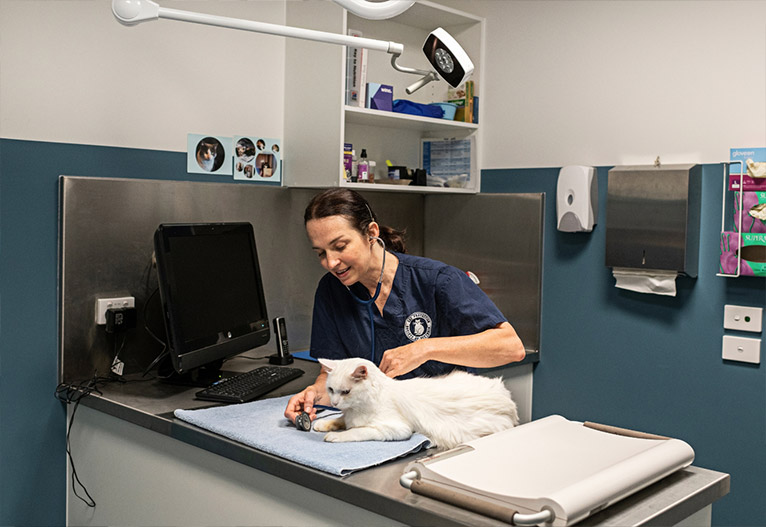 A cat on a table with a vet.