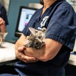 A vet holds a grey kitten in her arms.