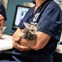 A vet holds a grey kitten in her arms.