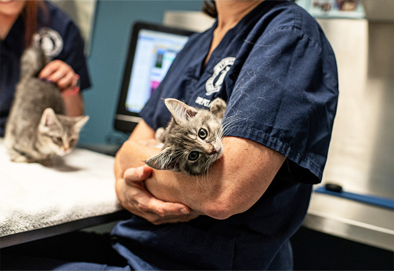 A vet holds a grey kitten in her arms.