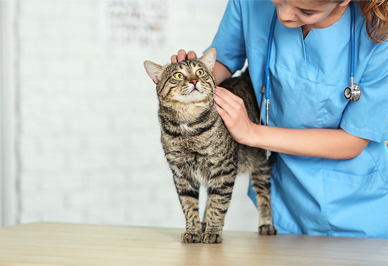 A cat being inspected by a vet on a table.