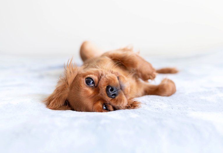 Cute puppy relaxing on a bed.